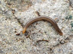 Statomicroplana ruteocephala
