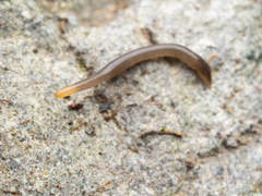 Statomicroplana ruteocephala