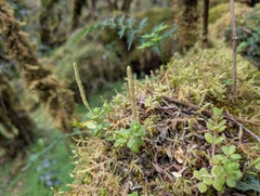 Peperomia hartwegiana, photograph (c) Yuri Sofronov, some rights reserved (CC BY)