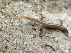 Statomicroplana ruteocephala