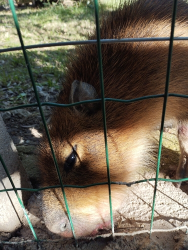 Capybara