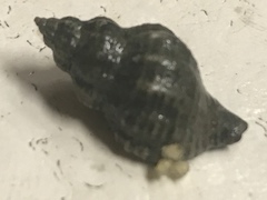 Urosalpinx cinerea image