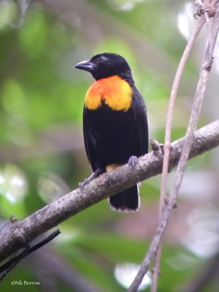 Rachel's Malimbe photo