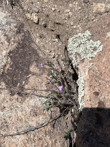 dwarf false pennyroyal