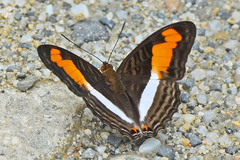 Adelpha plesaure