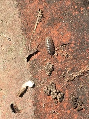 Armadillidium vulgare