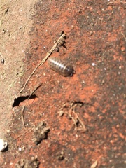 Armadillidium vulgare