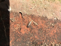 Armadillidium vulgare