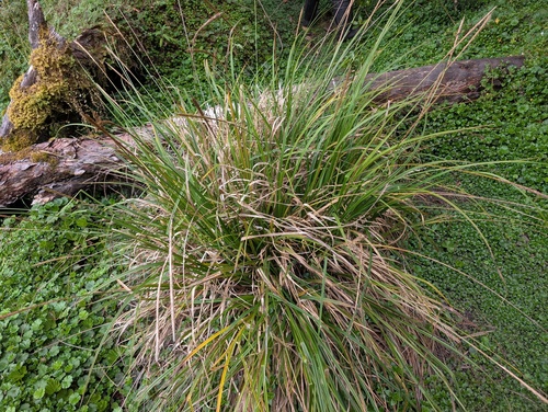Carex phleoides observed 2026-06-06