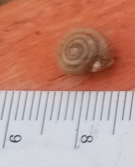 Polygyrinae