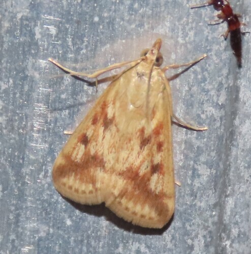 Achyra bifidalis photo 4