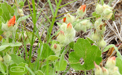 Sphaeralcea lindheimeri