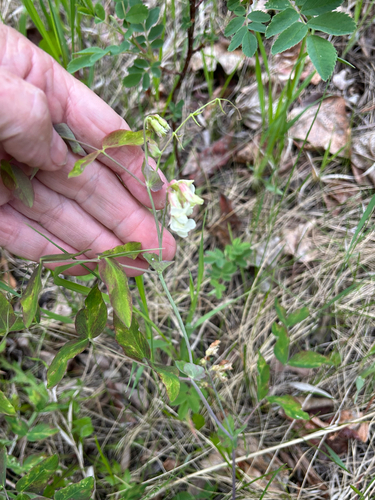 pale vetchling