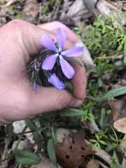 Phlox divaricata