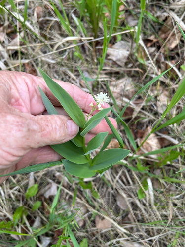 star-flowered lily-of-the-valley