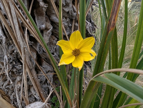 Bidens triplinervia, photograph 3