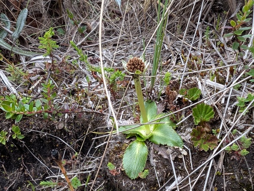 Eryngium humile, photograph 5