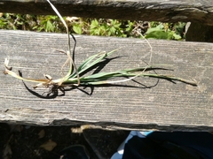Carex panicea