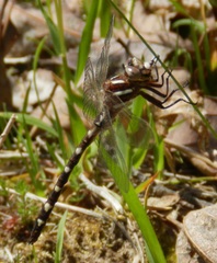 Cordulegaster maculata