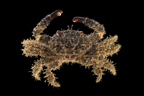 Cyclodius ungulatus observed 2026-06-02