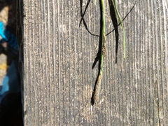Carex panicea