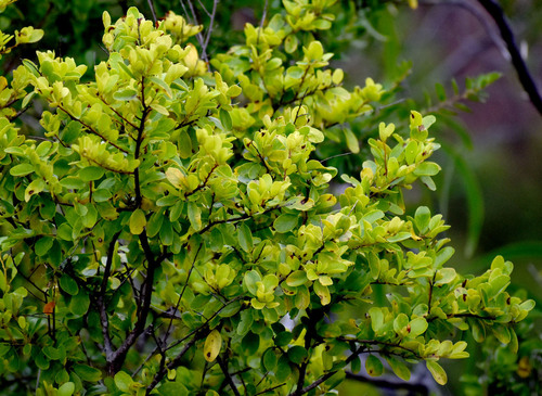 Petalostigma banksii, 2026-04-14