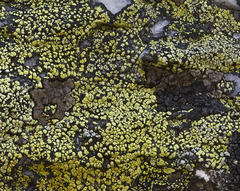 Protoparmelia badia