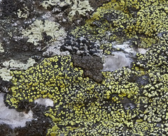Protoparmelia badia