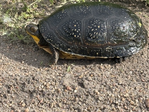 Blanding's Turtle