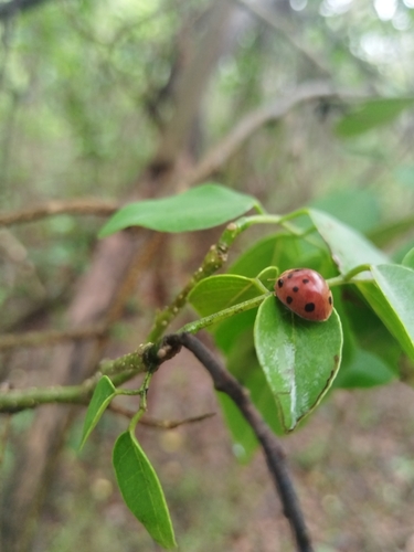 Southern Squash Lady Beetle