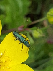 Psilothrix viridicoerulea