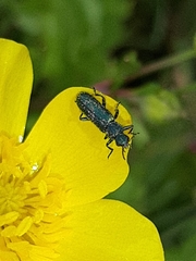 Psilothrix viridicoerulea