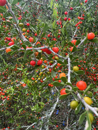 Schaefferia cuneifolia, photograph 5