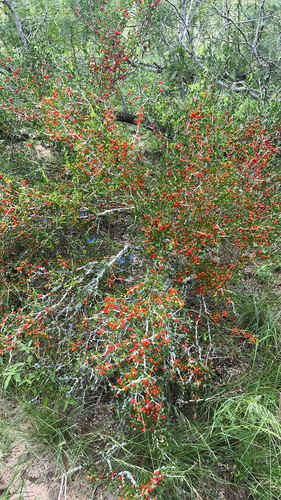 Schaefferia cuneifolia, photograph 4