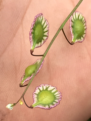 Thysanocarpus radians