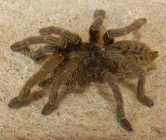 Harpactirinae