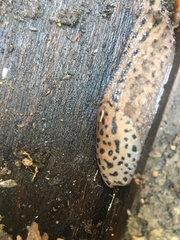 Limax maximus
