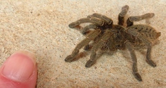 Harpactirinae