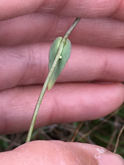 Thysanocarpus radians