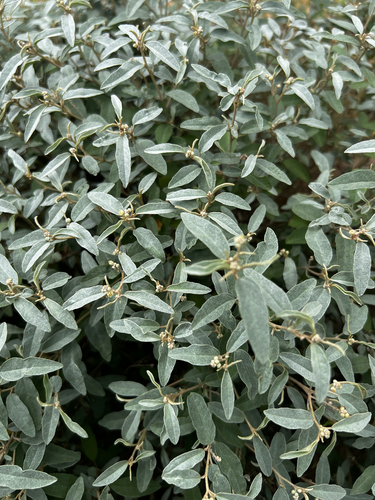 grassland croton
