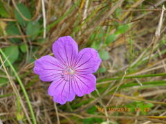Geranium collinum