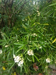 Choisya ×dewitteana