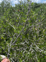 Coursetia axillaris, photograph (c) Clifton Ladd, C.W.B., some rights reserved (CC BY)