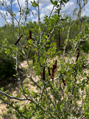 (c) Clifton Ladd, C.W.B., some rights reserved (CC BY) Coursetia axillaris, photograph (c) Clifton Ladd, C.W.B., some rights reserved (CC BY)