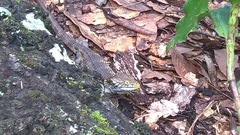 Abronia oaxacae