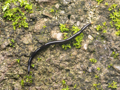 Australopacifica