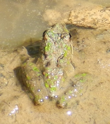 Northern Cricket Frog
