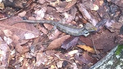 Abronia oaxacae