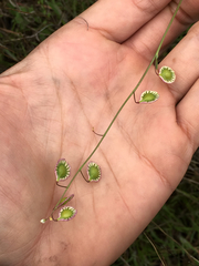 Thysanocarpus radians