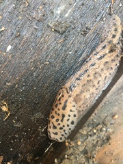 Limax maximus